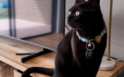 NDIS Pet Friendly Provider