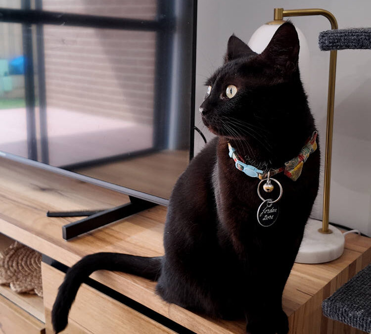 NDIS Pet Friendly Provider