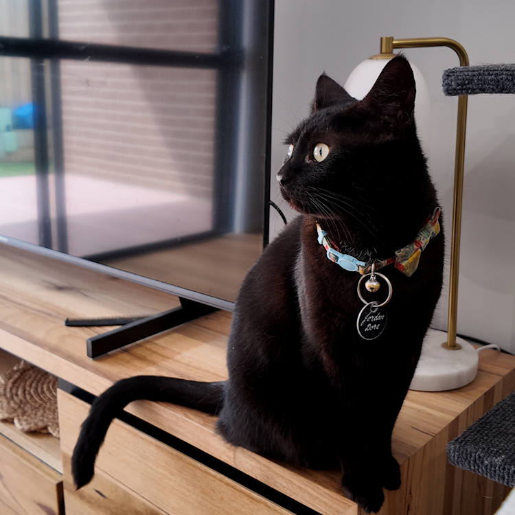 My Life AC - NDIS My Local Support Supported Independent living My Life